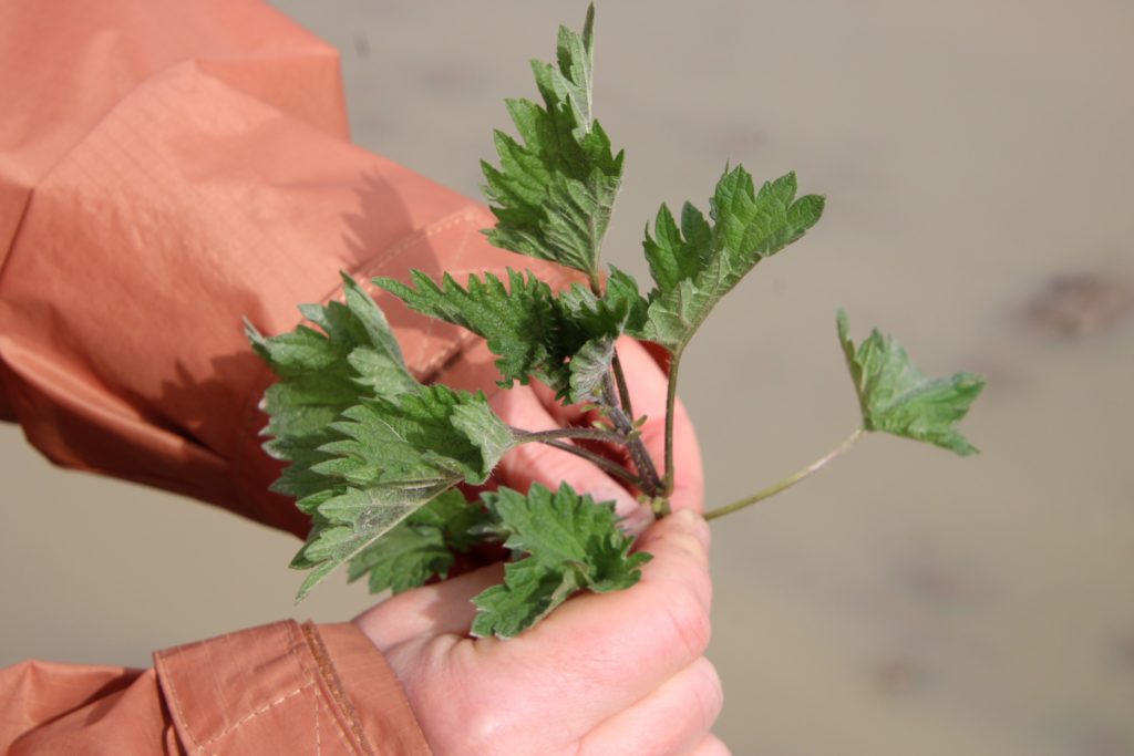 Tijdens de wilde kruidenwandeling ontdek je eetbare planten zoals brandnetel, paardenbloem en look-zonder-look.